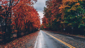 陰天天空下，潮濕的道路兩旁是充滿活力的秋季樹木