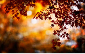 紅色楓葉在金色日落背景下形成剪影。