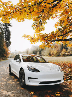 白色 Tesla Model 3 停泊在森林道路上，上方是金黃色的秋樹。