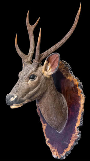 安裝在瑪瑙板上的帶角鹿頭，用於牆面展示。