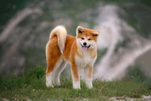 秋田犬站在草地上，後面有山