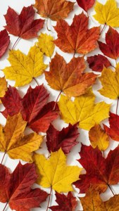 白色背景上的紅色、黃色和橙色秋葉