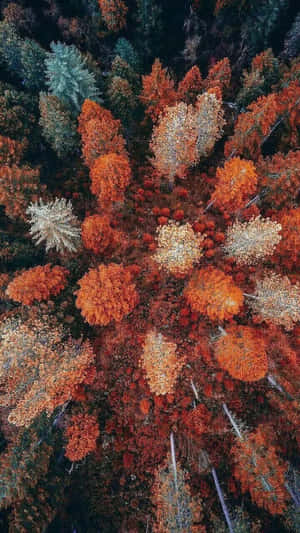 秋季森林航拍圖，有橙色、紅色和金色的樹葉