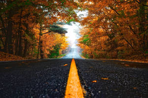 一條兩旁種滿橙色秋樹的道路，通往前方明亮的光芒。