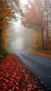 一條霧氣瀰漫的秋日道路，兩旁樹木林立，落葉紅遍。