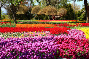 一排排色彩繽紛的紅、橙、粉紅和黃色鬱金香，在陽光明媚的公園中盛開。 — 鬱金香 壁紙