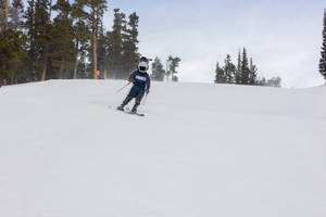 藍色外套滑雪者在松樹背景下沿雪坡下滑。
