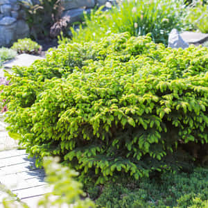 在陽光花園中，茂密綠色針葉灌木伴隨石徑和岩石。 — 植物 壁紙