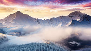 日落時分的雪山山脈，下方有雲，前景有松樹 — 平板電腦 壁紙