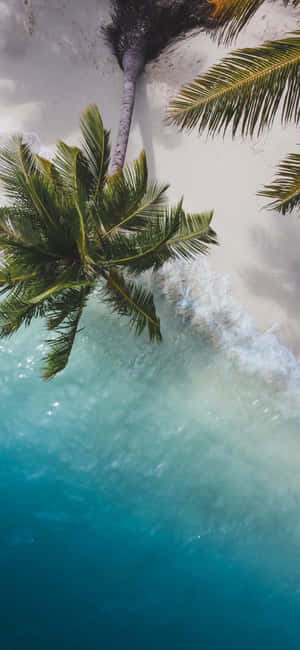 碧綠的海浪從上方與棕櫚樹下的白色沙灘相遇。