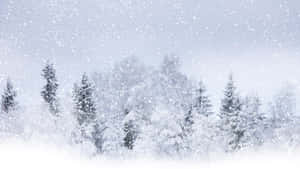 冬日森林中積雪的常青樹，雪花飄落。