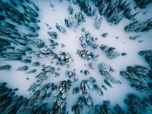 從上方俯瞰有中央空地的雪松林。
