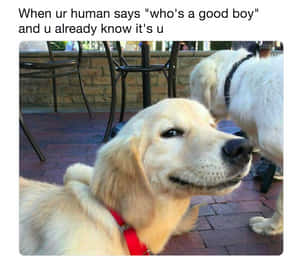 金毛尋回犬幼犬得意表情戴紅色項圈磚砌庭院
