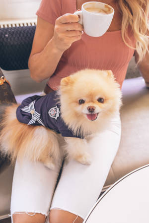 女士手持咖啡杯，腿上有一隻穿著水手服的毛茸茸博美犬。