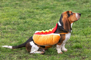 穿著熱狗服裝的巴吉度獵犬坐在草地上