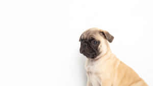 一隻深色臉的棕褐色哈巴狗幼犬坐在白色背景前。