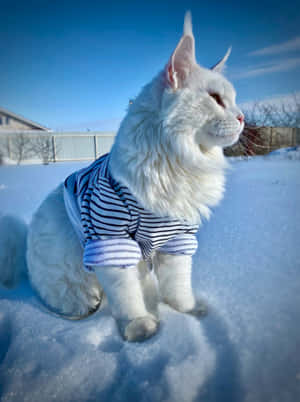白貓穿著條紋毛衣坐在雪地裡，陽光明媚