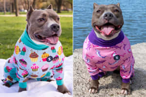 兩隻比特犬著住色彩繽紛嘅睡衣，一件有紙杯蛋糕，另一件有鯊魚。