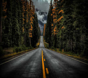 一條濕漉漉的道路蜿蜒穿過霧氣瀰漫的森林，有秋天的樹木和遠山，在陰天之下。 — 道路 壁紙