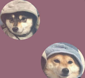兩隻柴犬穿連帽衫，紫紅色背景