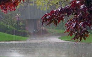 雨水落在花園小徑上，前景有紅葉