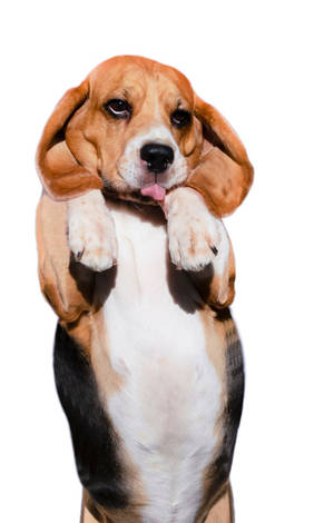 一隻比格犬幼犬用後腿站立，舉起爪子並伸出舌頭。