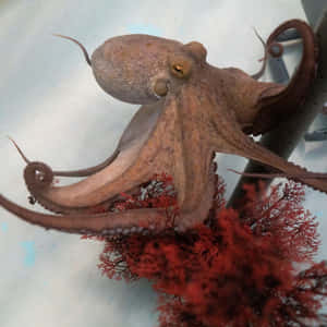 一隻棕色章魚纏繞在紅色珊瑚上，眼睛明亮，觸手捲曲。