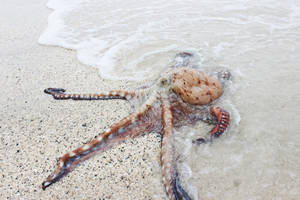 八爪魚擱淺在沙灘上，海浪沖刷著牠。