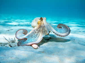 章魚在清澈藍色海水下的沙質海底上