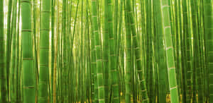 高大的綠色竹竿形成茂密的森林，陽光透過其中。 — 竹 壁紙