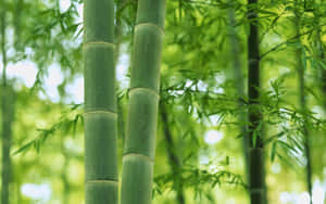 高大的綠色竹莖，陽光穿過樹葉照射在森林中。 — 竹 壁紙