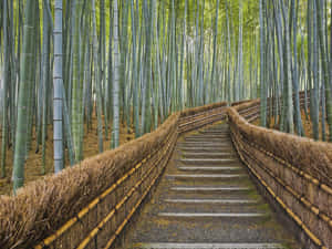 石階梯蜿蜒穿過高大的竹林，帶有茅草欄杆。 — 森林 壁紙