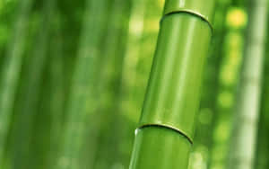 森林中綠色竹莖的特寫，背景模糊。 — 桌面美學 壁紙