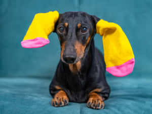 一隻臘腸犬耳朵上戴著黃色襪子和粉紅色腳趾。