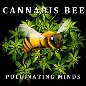一隻被大麻葉包圍的蜜蜂，上面寫著cannabis bee pollinating minds。 — 食草 壁紙