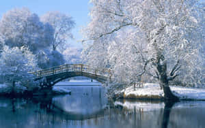 白雪覆蓋的樹木環繞著一座木橋，橫跨平靜的冬季河流。 — 冬天桌面 壁紙