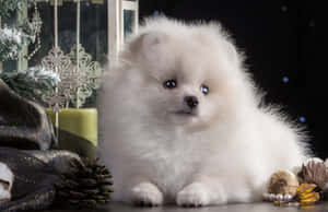毛茸茸的白色幼犬被聖誕裝飾和松果包圍。