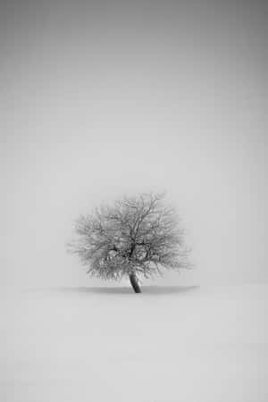 一棵孤獨的雪覆蓋的樹立在寂靜的冬日田野中。