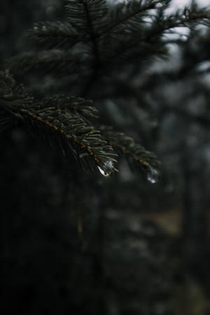 黑暗森林中的松樹枝和水滴 — 雨 壁紙