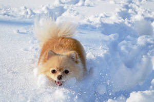毛茸茸的橙色博美犬在厚厚的雪中伸出舌頭奔跑。