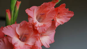 珊瑚粉紅色劍蘭花，帶有褶邊花瓣和綠色莖。 — 粉紅花朵 壁紙