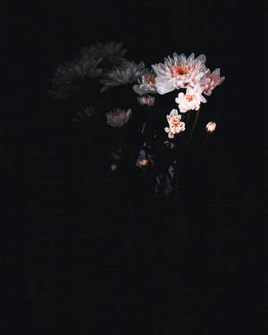 在黑色背景上發光的粉紅色和白色菊花。 — 粉紅花朵 壁紙
