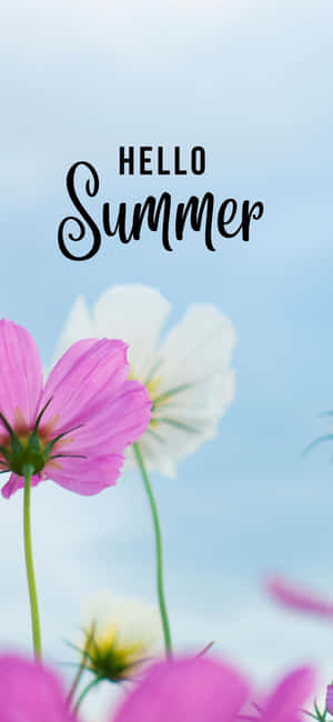 粉紅色和白色的波斯菊與藍天，帶有'Hello Summer'文字。 — OnePlus 12 壁紙