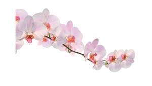 白色背景上，帶有精細花心的粉紅色蘭花優雅彎曲。
