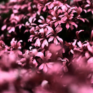 一片粉紅花田，柔焦和夢幻散景效果。