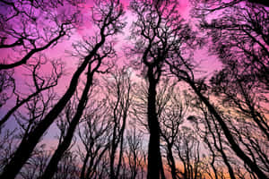 在粉紅色和橙色黃昏天空下的光禿樹木剪影。 — 森林景色 壁紙