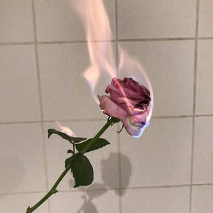 一朵粉紅玫瑰在瓷磚牆上燃燒，帶有陰影。