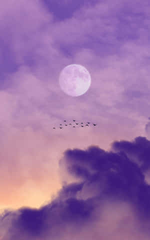 Pink Moon