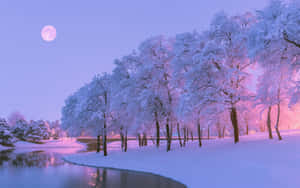 夜晚月光下湖邊的雪樹。