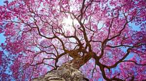 一棵高聳的樹木，開著粉紅色的花朵，在藍天下向太陽伸展。